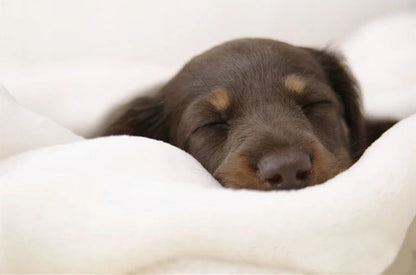 Divano Accogliente per Animali Domestici per Piccoli e Medi Animali | Alrais