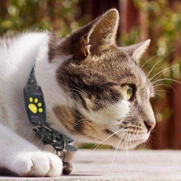 Localizzatore GPS compatto per gatti con rilevamento della posizione in tempo reale | MiniPaw TIAMUSE Gadgets